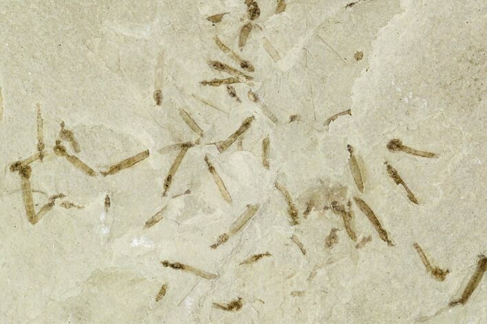 Fossil Cranefly (Tipulidae) Cluster - Green River Formation, Utah #111401